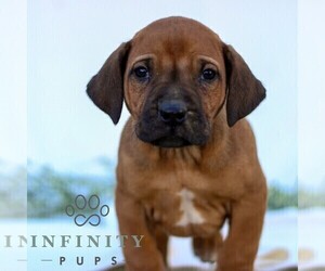 Rhodesian Ridgeback Puppy for sale in GORDONVILLE, PA, USA
