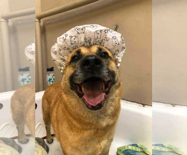 Medium Photo #6 Mutt Puppy For Sale in Escondido, CA, USA