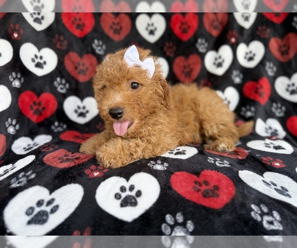 Medium Photo #4 Aussiedoodle Miniature  Puppy For Sale in LAKELAND, FL, USA