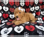 Small #3 Aussiedoodle Miniature 