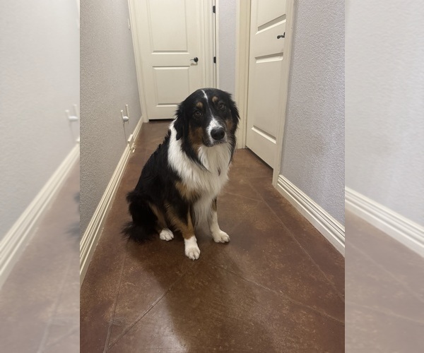 Medium Photo #1 Australian Shepherd Puppy For Sale in JUSTIN, TX, USA