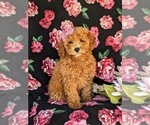 Small Photo #3 Bichpoo Puppy For Sale in NEW HOLLAND, PA, USA