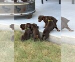 Small #3 Doberman Pinscher