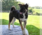 Small #4 Akita