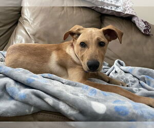 Labrador Retriever-Unknown Mix Dogs for adoption in Oak Bluffs, MA, USA
