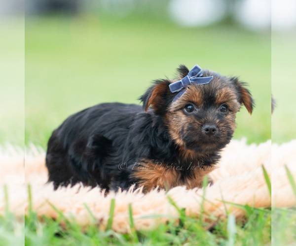 Medium Photo #7 Yorkshire Terrier Puppy For Sale in WARSAW, IN, USA