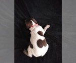 Small Photo #8 German Shorthaired Pointer Puppy For Sale in SAINT GEORGE, SC, USA