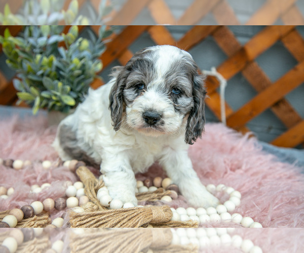Medium Photo #1 Cock-A-Poo Puppy For Sale in MILLERSBURG, OH, USA