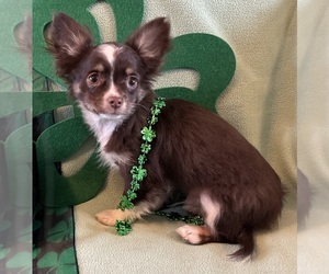 Chihuahua Puppy for sale in NEWVILLE, PA, USA