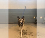 Small Gerberian Shepsky