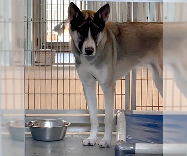 Medium Photo #1 Gerberian Shepsky Puppy For Sale in Pasadena, CA, USA