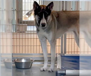 Gerberian Shepsky Dogs for adoption in Pasadena, CA, USA