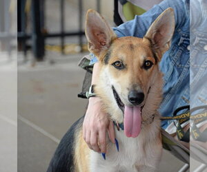 Harrison - Male German Shepherd Dog Dog for Adoption - Photo #23
