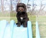 Small Photo #3 Australian Labradoodle Puppy For Sale in REIDSVILLE, NC, USA