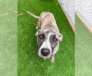 Mutt Dogs for adoption in Elmsford, NY, USA