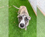 Annie available 10/30/26 - Female Mutt Dog for Adoption - Small photo