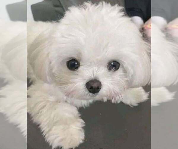 Medium Photo #2 Maltese Puppy For Sale in CLERMONT, FL, USA