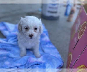 Lhatese Puppy for sale in HIGHLAND, CA, USA