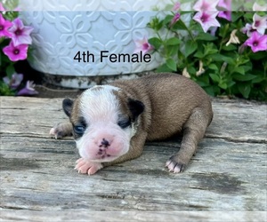 Boston Terrier Puppy for sale in EWING, KY, USA