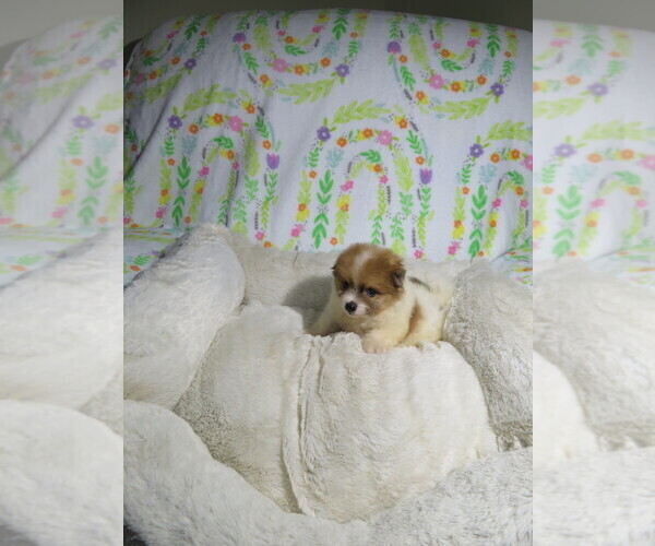 Medium Photo #2 Pomeranian Puppy For Sale in COOKEVILLE, TN, USA