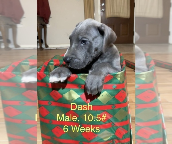 Medium Photo #8 Great Dane Puppy For Sale in WILLIS, TX, USA