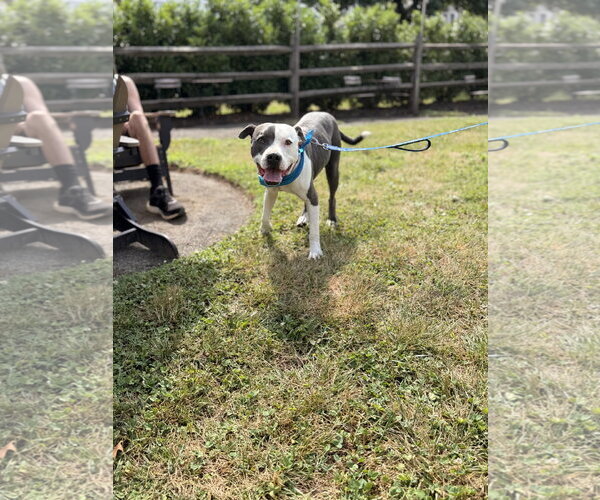 Medium Photo #3 American Pit Bull Terrier-Unknown Mix Puppy For Sale in Oakhurst, NJ, USA