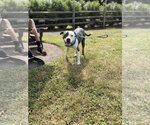 Small #2 American Pit Bull Terrier Mix