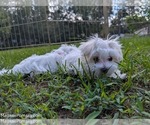 Small #4 Maltese