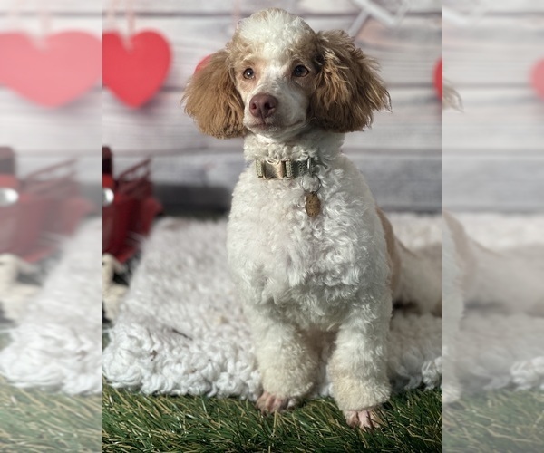 Medium Photo #7 Poodle (Toy) Puppy For Sale in LOUISA, VA, USA