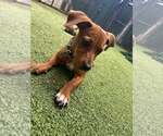 Small #1 Dachshund Mix
