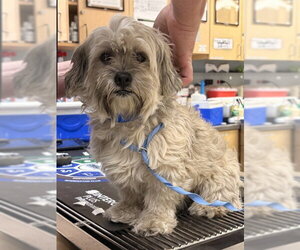 Shih Tzu Dogs for adoption in Riverside, CA, USA
