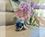 Small #4 Morkie