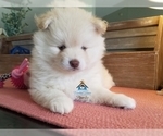 Small Photo #48 Pomeranian-Pomsky Mix Puppy For Sale in RAMSEY, MN, USA