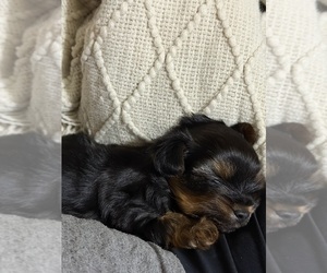 Yorkshire Terrier Puppy for sale in PILOT MOUNTAIN, NC, USA