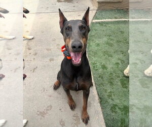 Diamond - Female Doberman Pinscher Dog for Adoption - Photo #17