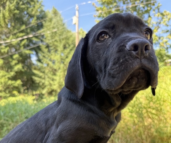 Medium Photo #4 Cane Corso Puppy For Sale in HILLSBORO, OR, USA
