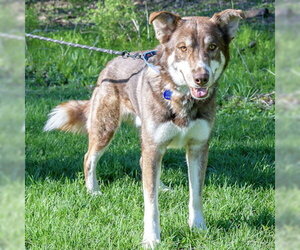 Siberian Husky-Unknown Mix Dogs for adoption in Omaha, NE, USA