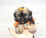 Small Photo #11 Shorkie Tzu Puppy For Sale in LAS VEGAS, NV, USA