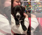 Small #9 Labrador Retriever Mix