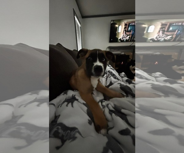Medium Photo #3 Boxer-Unknown Mix Puppy For Sale in pomfret, CT, USA