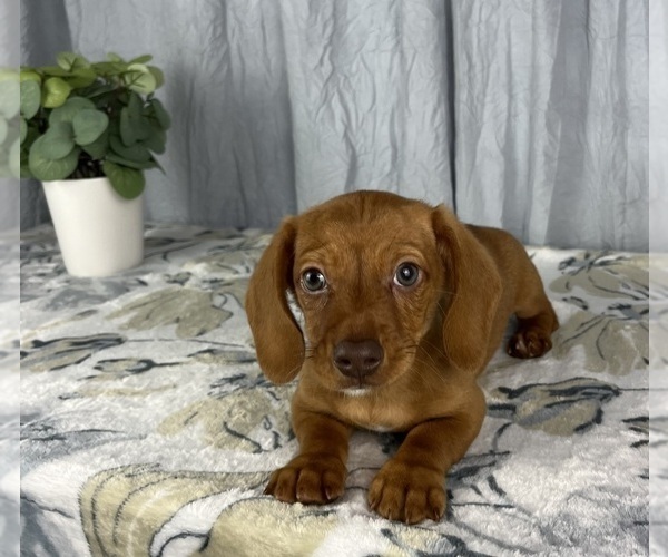 Medium Photo #1 Dachshund Puppy For Sale in GREENWOOD, IN, USA