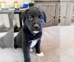 Puppy 5 Great Pyrenees-Labradoodle Mix