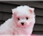 Small Photo #10 Morkie Puppy For Sale in PEMBROKE PINES, FL, USA