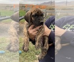 Small #16 Great Dane