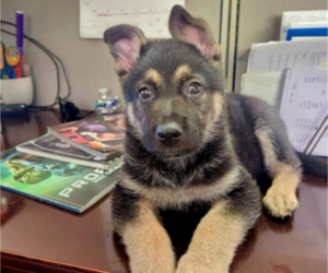 German Shepherd Dog Puppy for sale in FRANKLIN, GA, USA