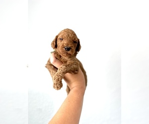 Poodle (Standard) Puppy for sale in BOYNTON BEACH, FL, USA