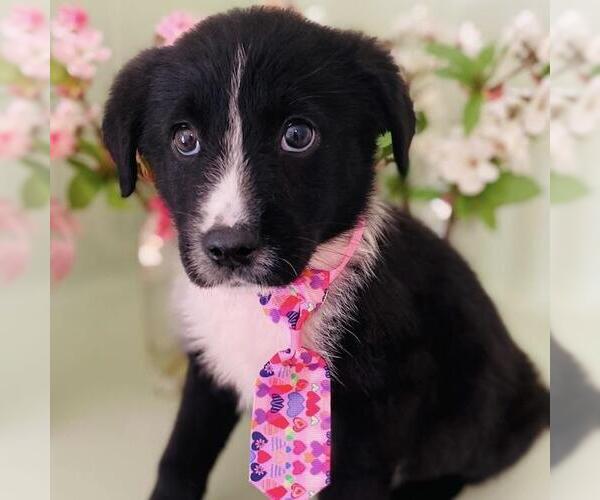 Medium Photo #4 Labrador Retriever-Unknown Mix Puppy For Sale in San Diego, CA, USA