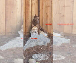 GRACIE & LEONA - Female Australian Kelpie-Siberian Husky Mix Dog for Adoption - Photo #4