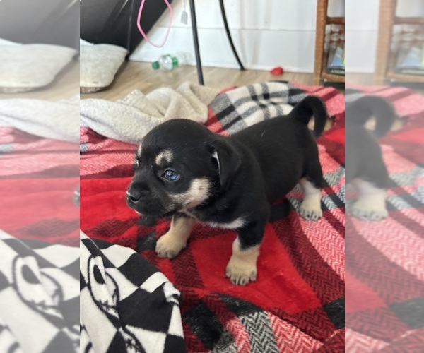 Medium Photo #1 Pug-Siberian Husky Mix Puppy For Sale in NEW PROVIDENCE, PA, USA