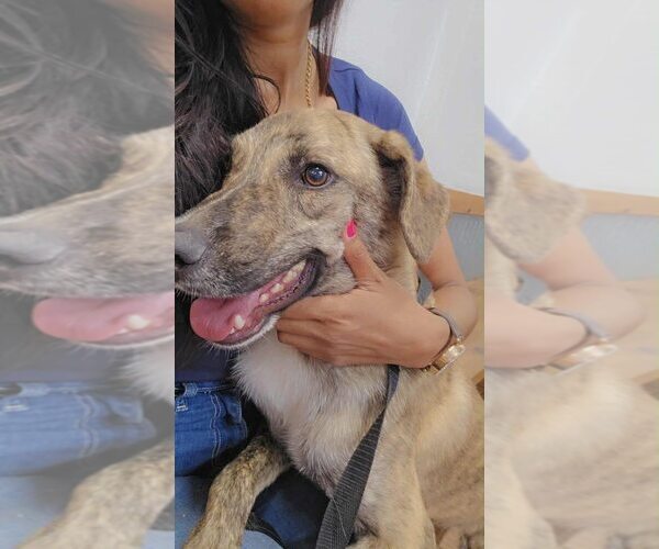 Medium Photo #7 Mountain Cur-Plott Hound Mix Puppy For Sale in New York, NY, USA